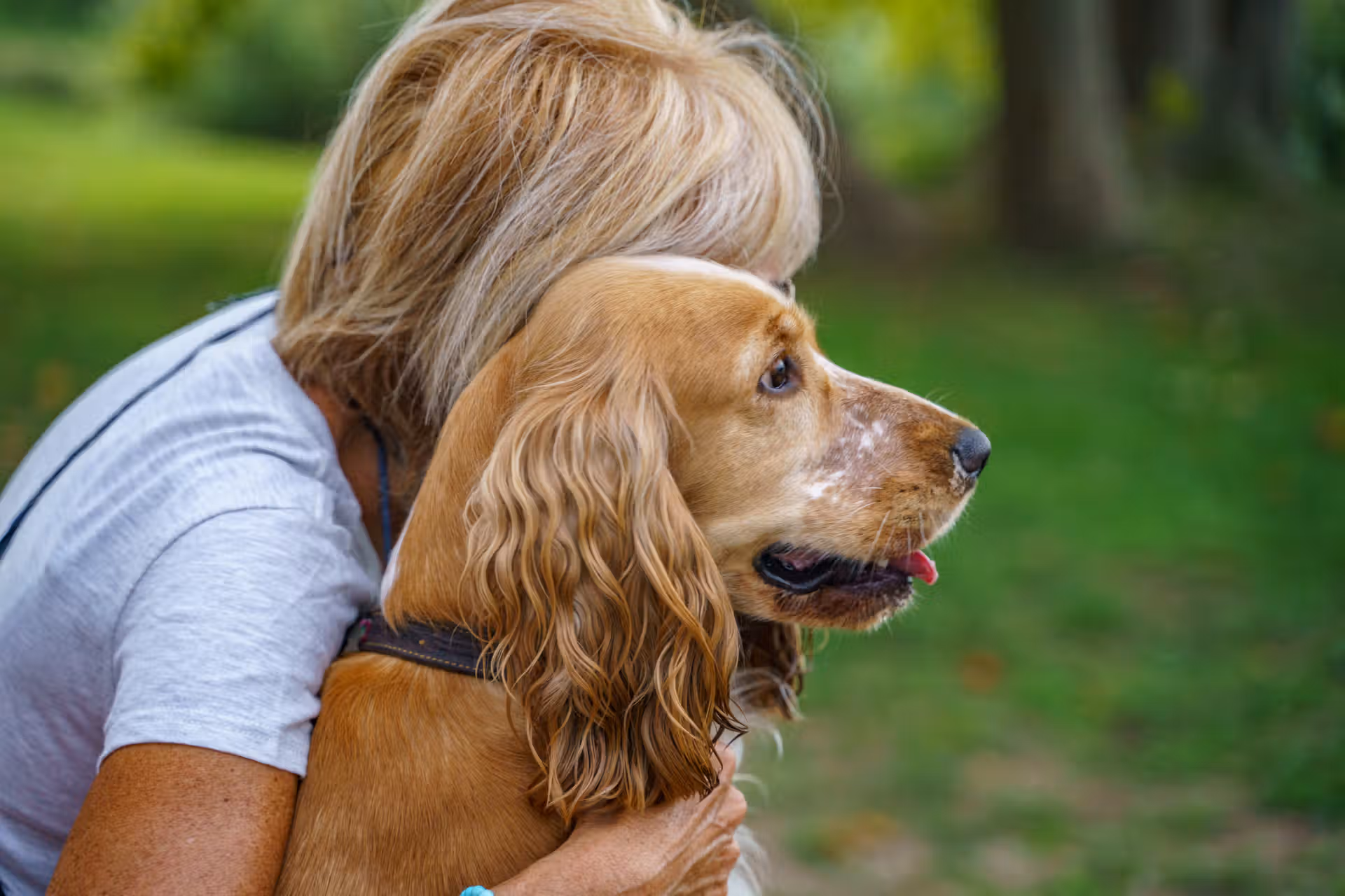 Cocker Anglais Spaniel