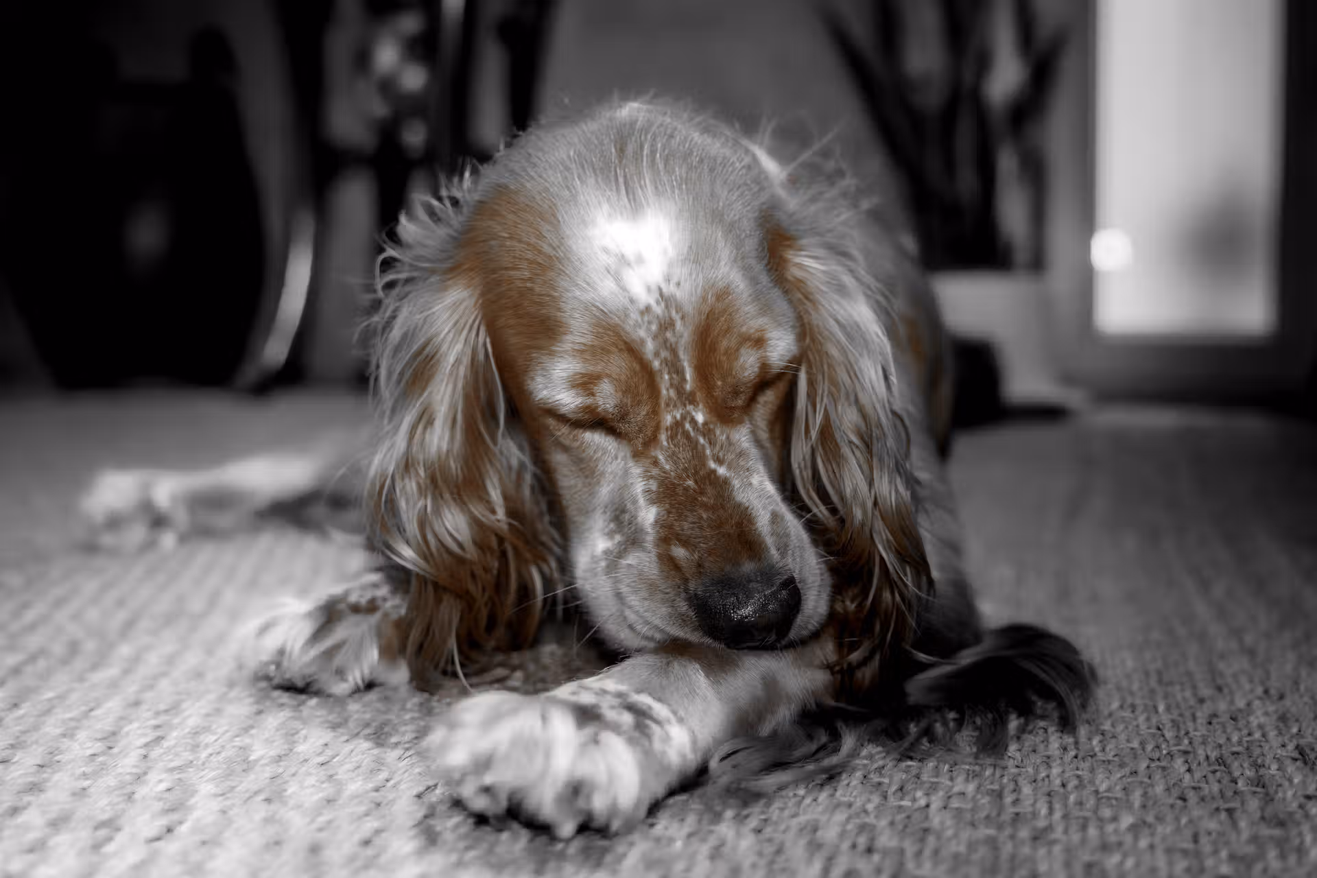 Cocker Anglais Spaniel