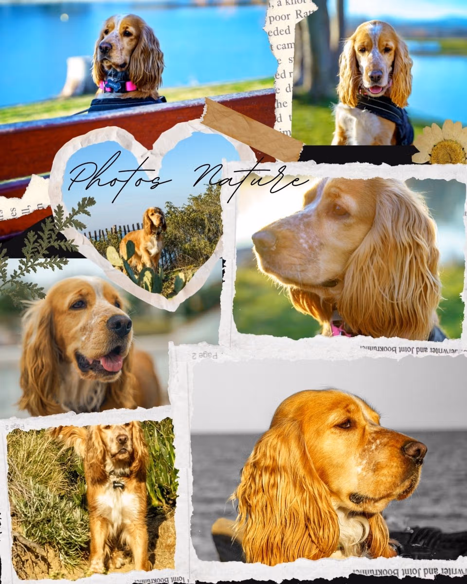 Cocker Anglais Spaniel