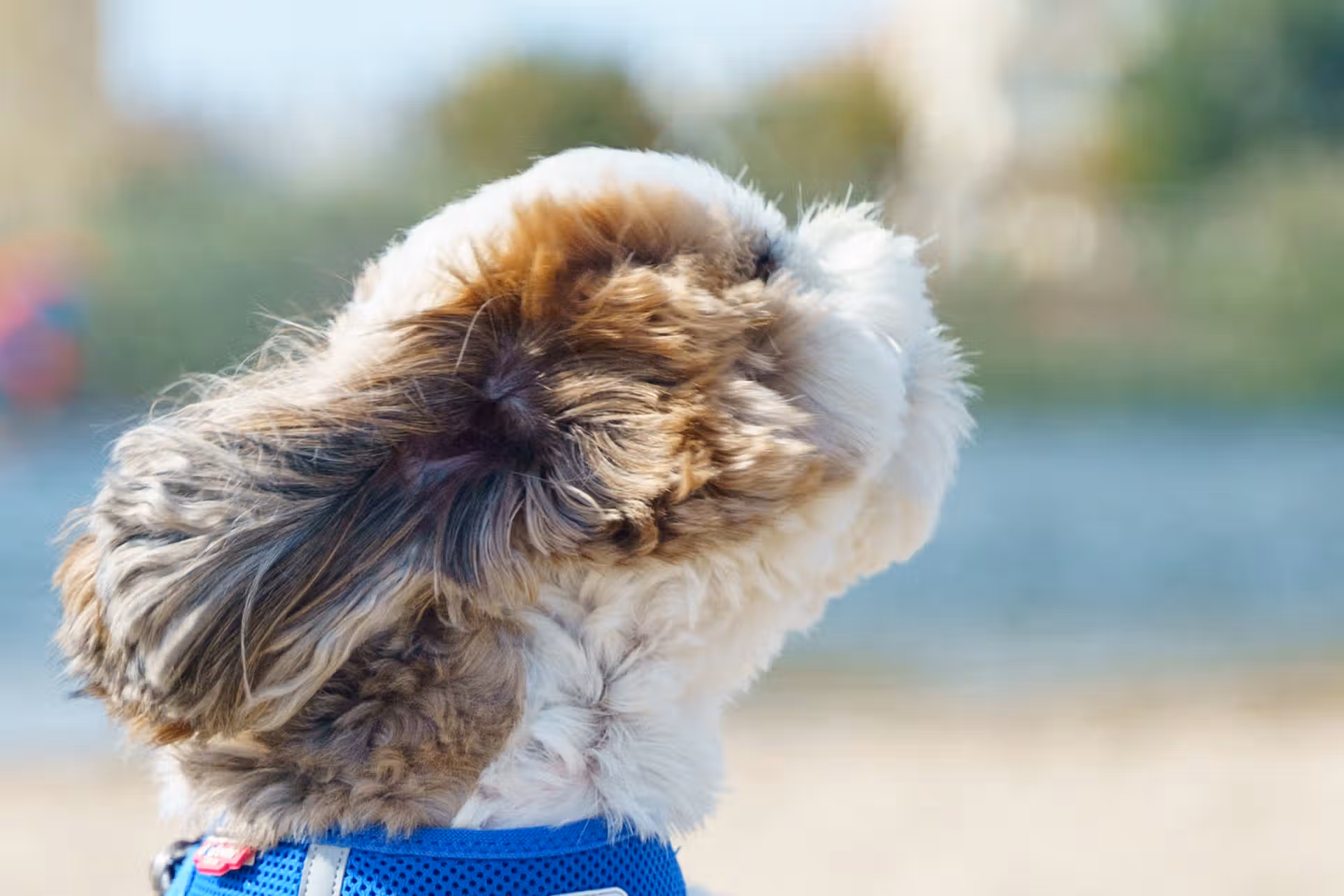 photos,animaliers,vidéo,photos créatives,Cocker Anglais