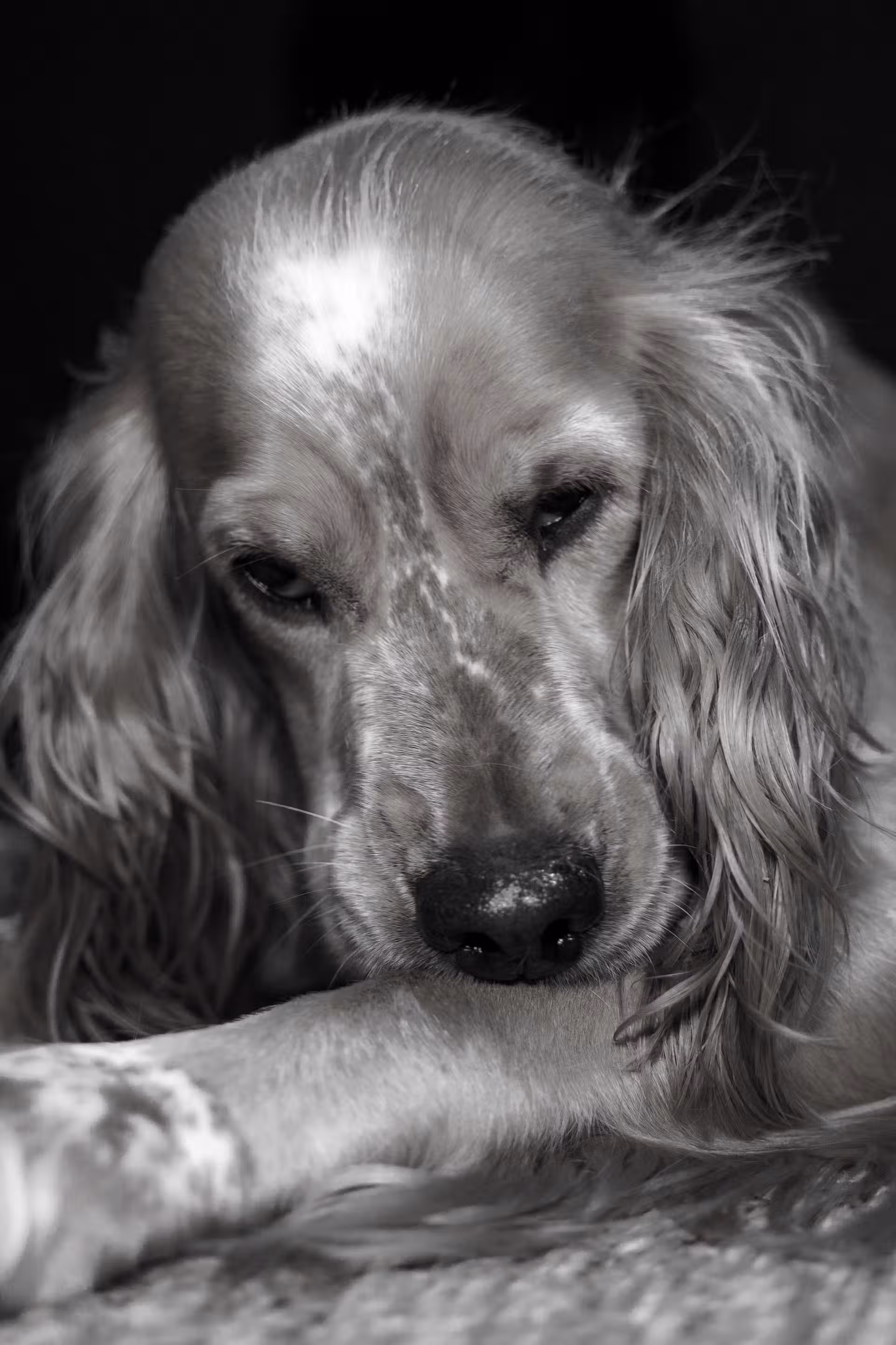 Cocker Anglais Spaniel