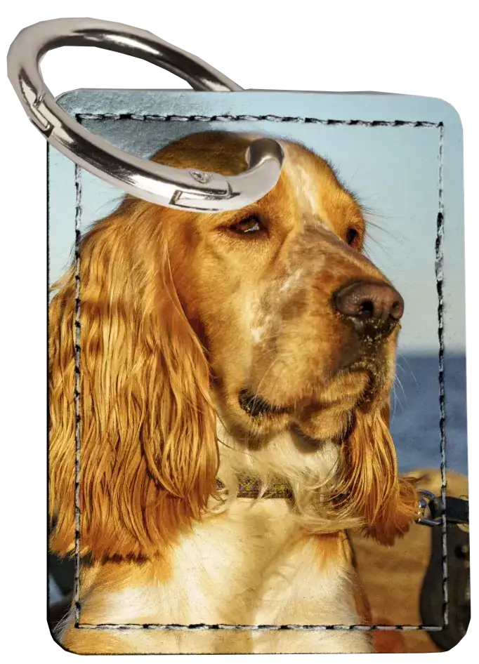 photos,animaliers,vidéo,photos créatives,Cocker Anglais