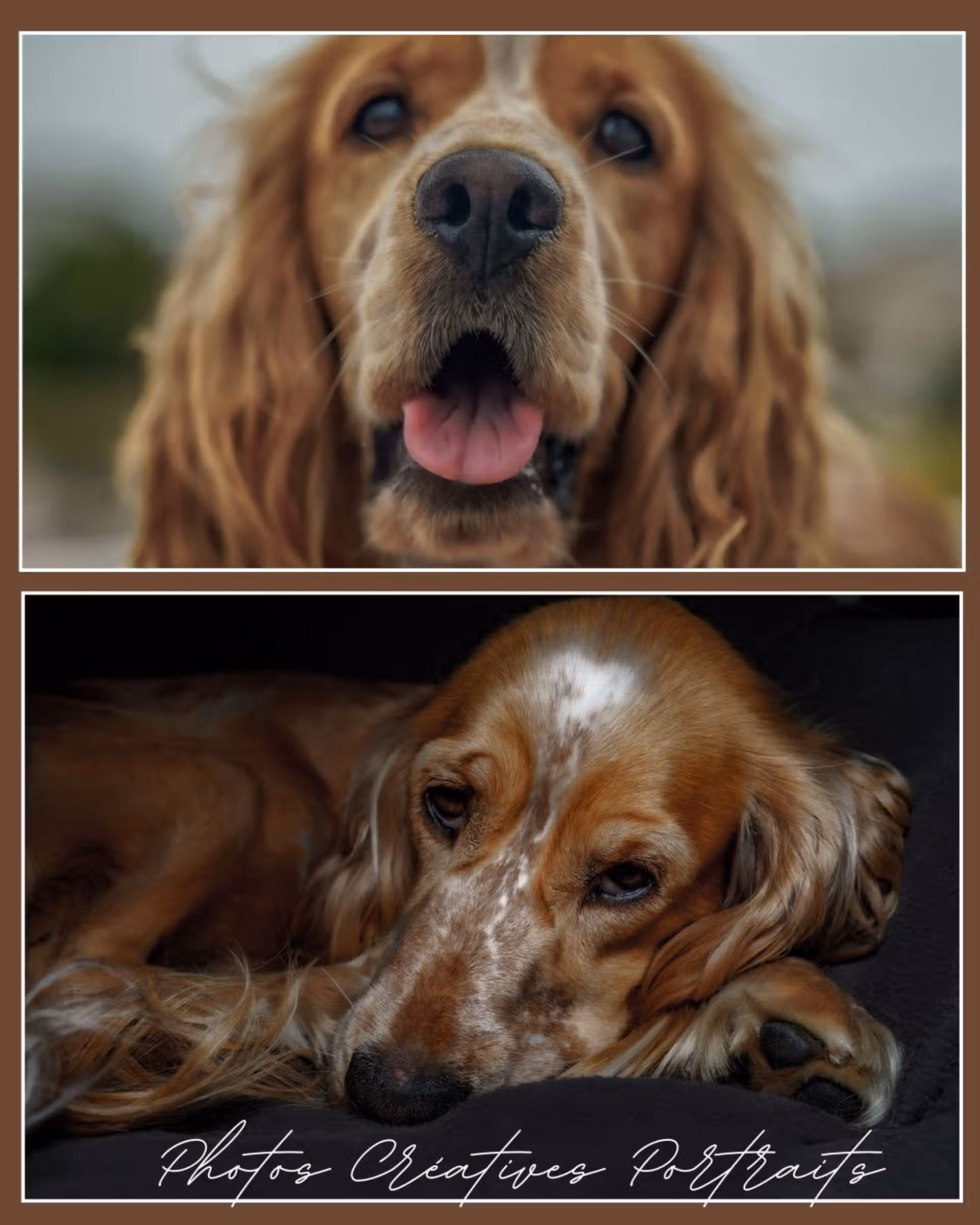 Cocker spaniel