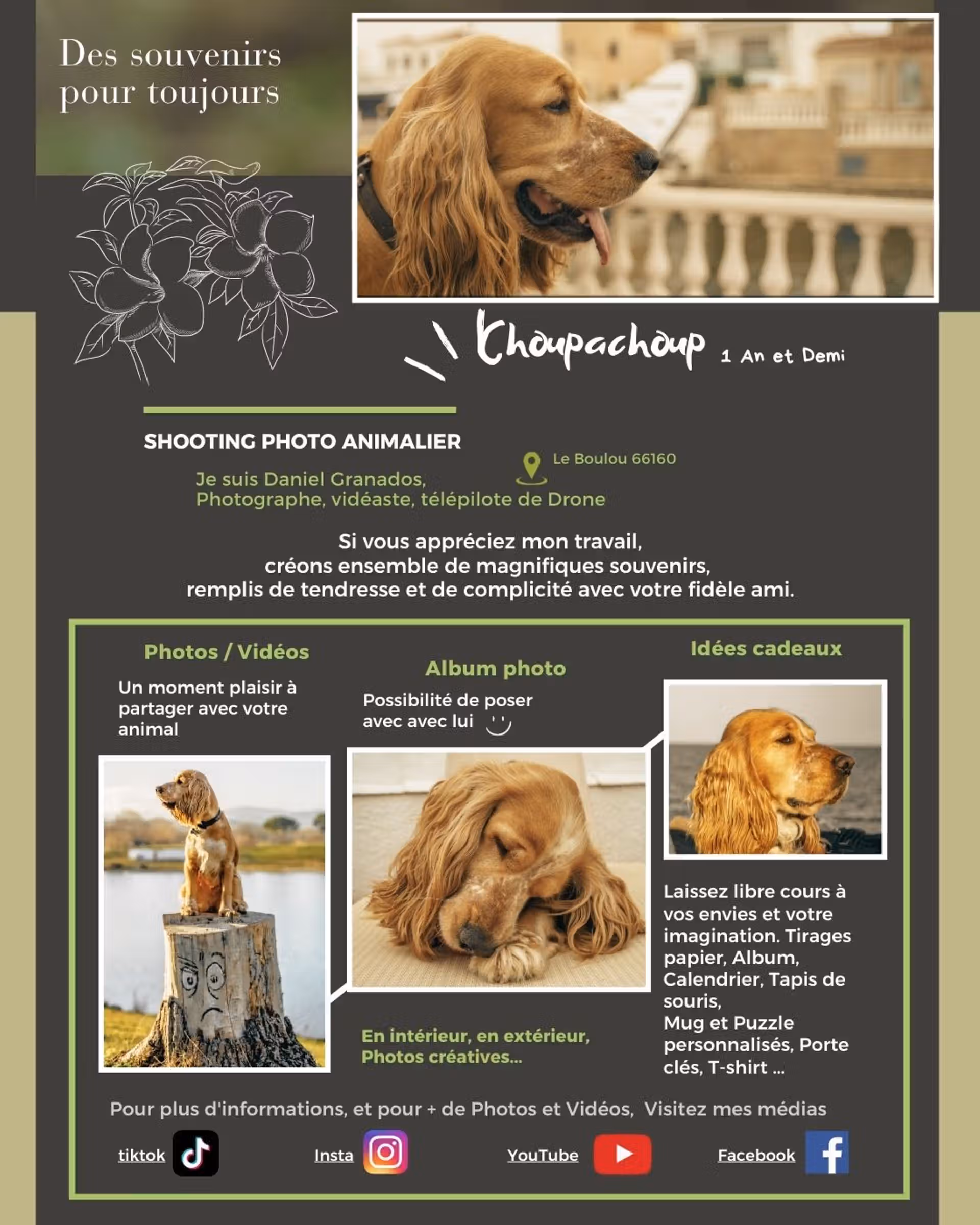 Cocker Anglais Spaniel