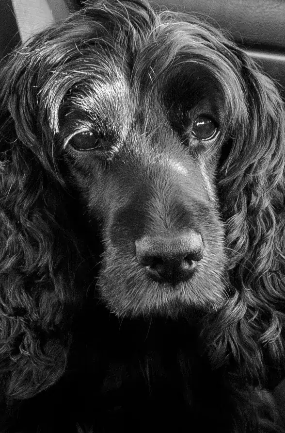 Cocker Anglais Spaniel